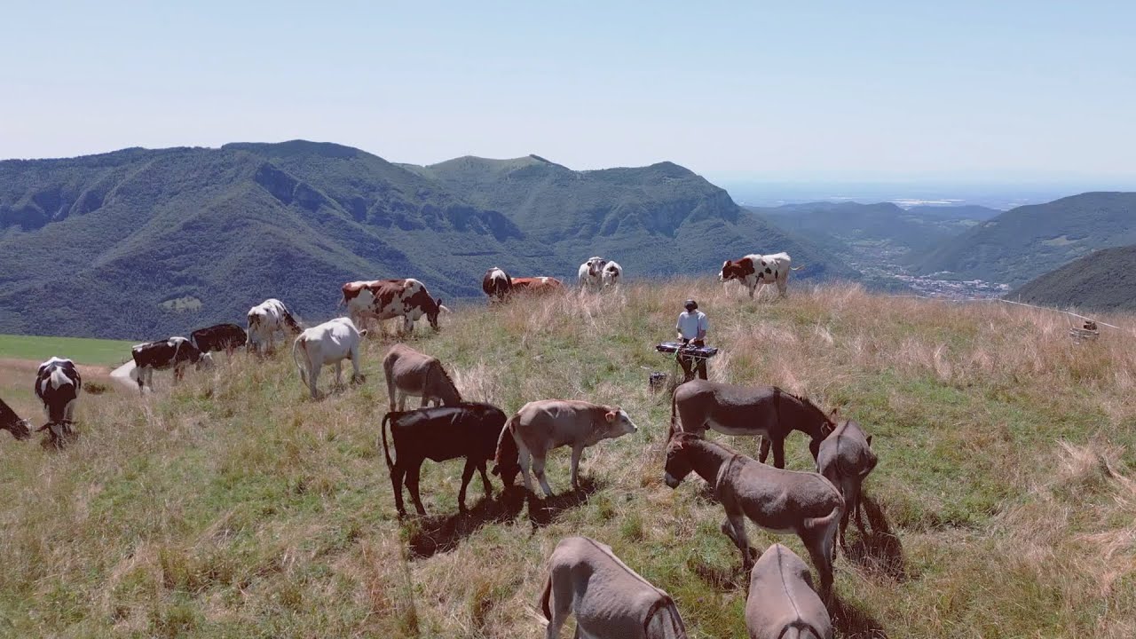okgiorgio - a dj set for cows