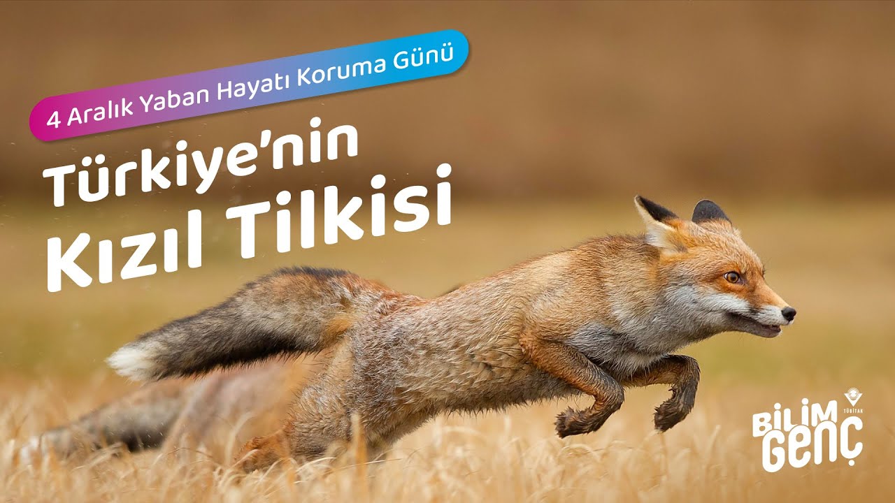 Türkiye'nin Kızıl Tilkisi