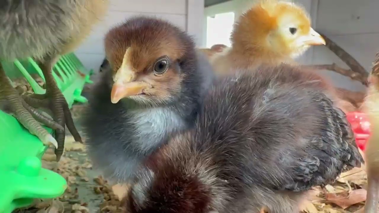 Baby Chick ASMR. #asmr #asmrvideo #animals #farming #birdsounds #birds #birdwatching 