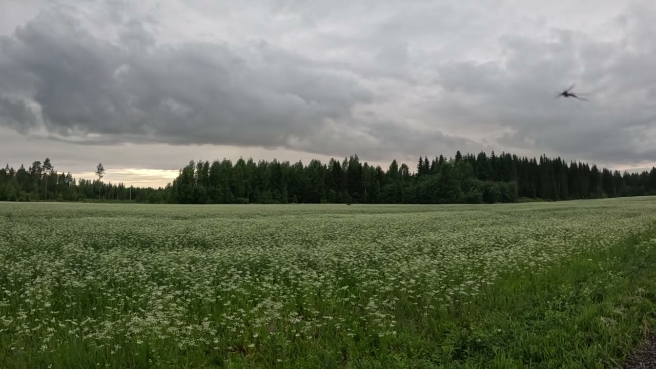 yön eläjät