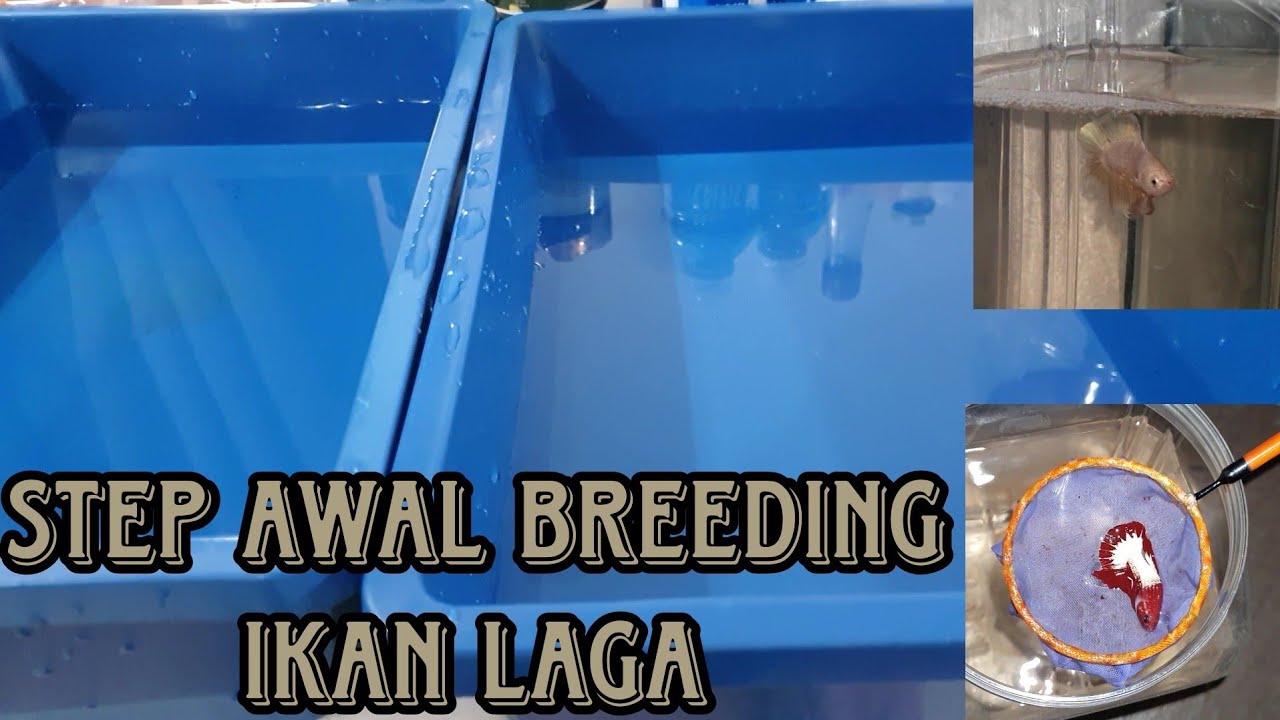 -BREEDING INDUK 