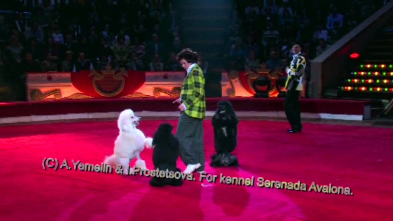 Serenada Avalona's black standart poodles in show.