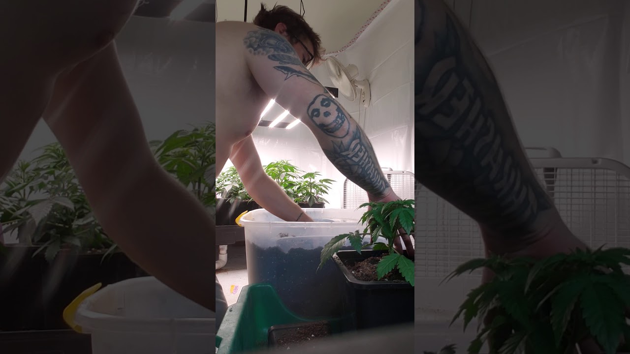 Transplanting cannabis plants from 1 gallon to 3 gallon, methods, reasons, LED lighting, and space