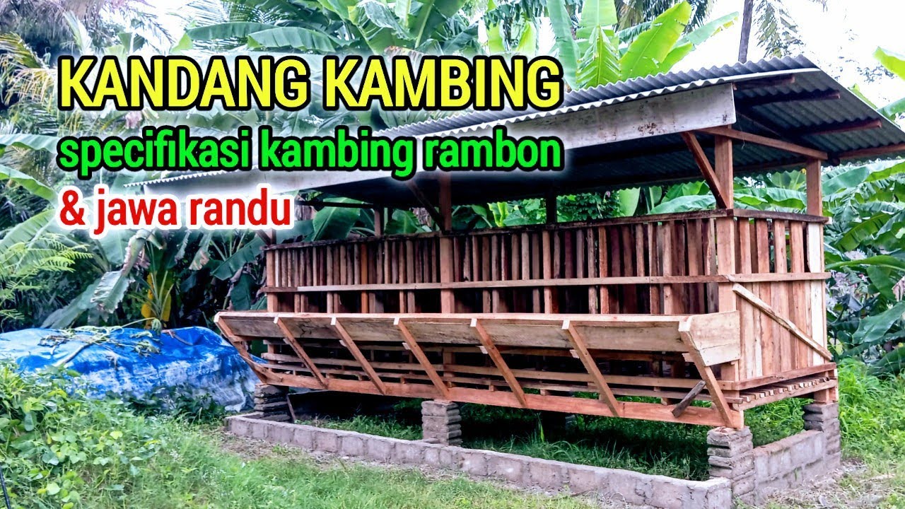 CONTOH‼️Kandang Kambing Modern Spec Kambing Rambon & Jawa Randu