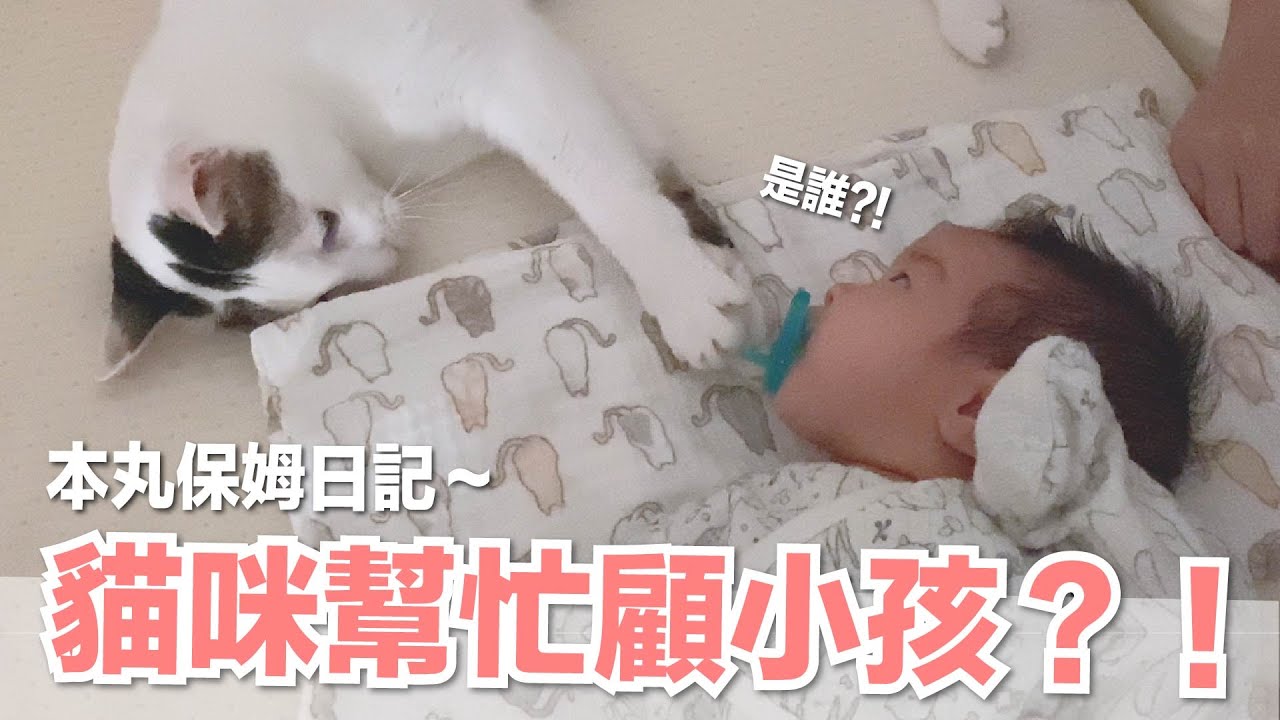 【小貓奴養成記EP5】貓咪保姆上工！連本丸都崩潰⋯