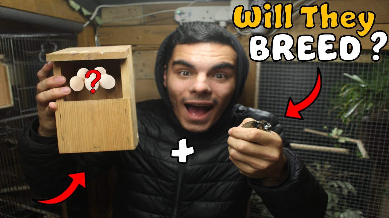 Setting Up A Breeding Nest Box For Finches