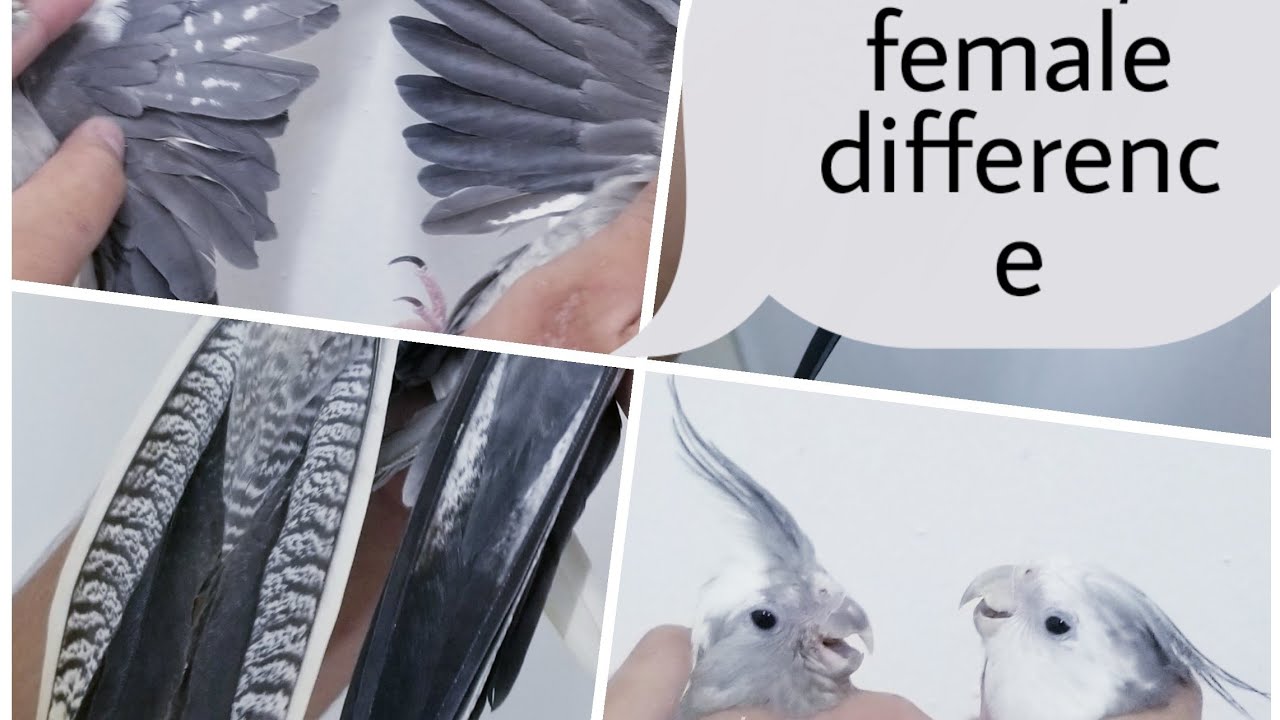 Difference betweeb Male and Female cocktail....