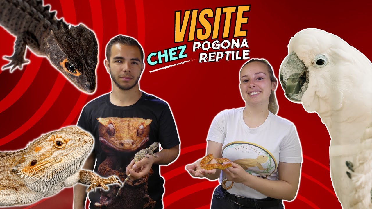 REPTILES ET PERROQUET ON VISITE UN ÉLEVAGE !!!! - REPTI'STORE