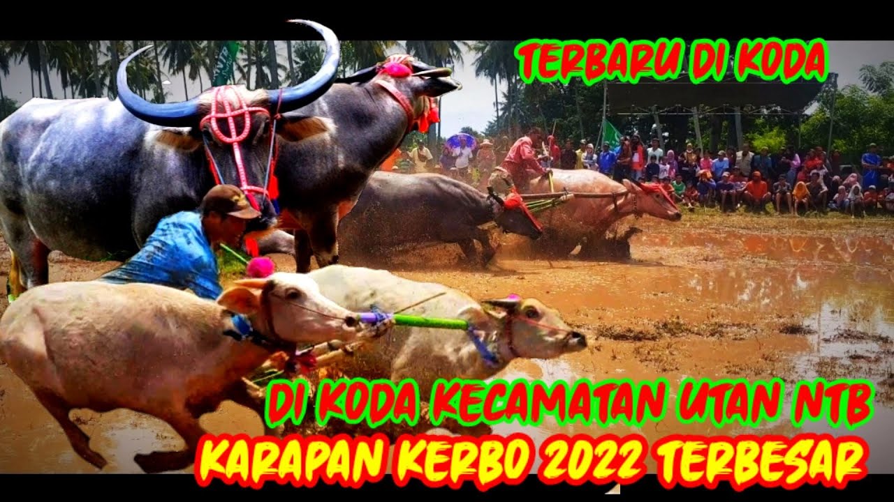 karapan kerbau 2022 terunik- sesumbawa  Dann KSB- di Koda kecamatan utan NTB