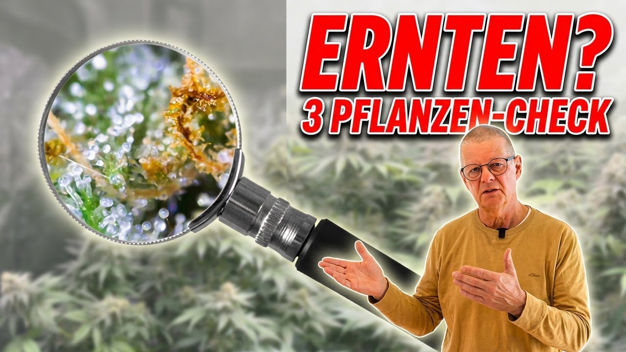Vom Lichtstress zum Ernteerfolg: 3 Pflanzen im Update-Check