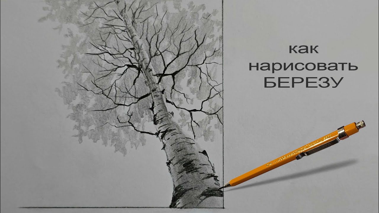 Как нарисовать дерево как нарисовать березу