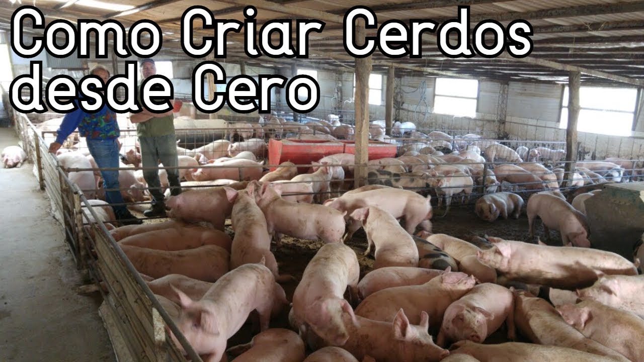 Como Empezar A Criar Cerdos Desde Cero║Paso a Paso║Consejos B&aacute;sicos