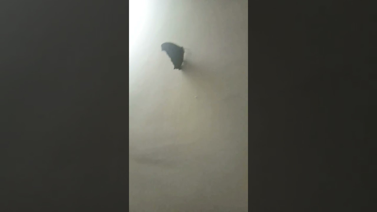 BUTTERFLY IS THE BEST INSECT!!!LIVE STREAM IN AMELIA QUAMER'S HOUSE... IN MY HOUSE A BUTTERFLY 🤩🤩🤩