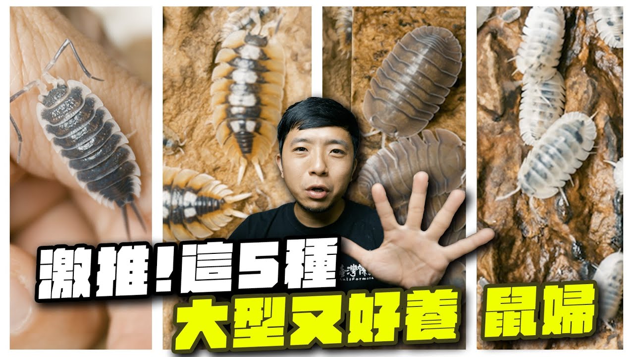 鼠婦物種大推薦！特選5種 體型大、顏色變化多、好上手的鼠婦｜【臺灣蟻窟】