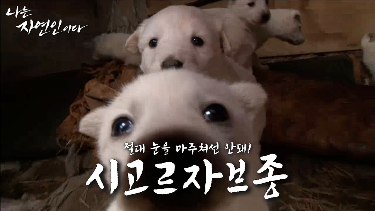 쉿! 개 조심! 산 속에 군림하는 맹수, 시골 강아지🐾모음집