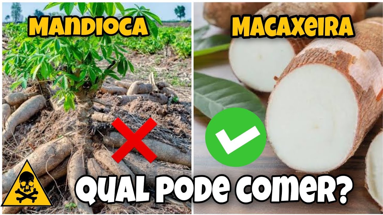 Qual A Diferença Entre MANDIOCA E MACAXEIRA e Qual Podemos Comer?