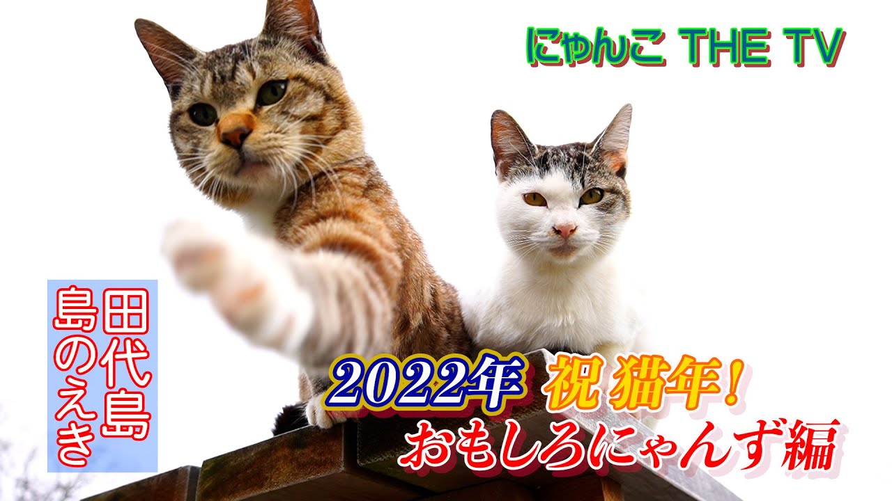 祝２０２２年も猫年🐾〜おもしろにゃんず島のえき編