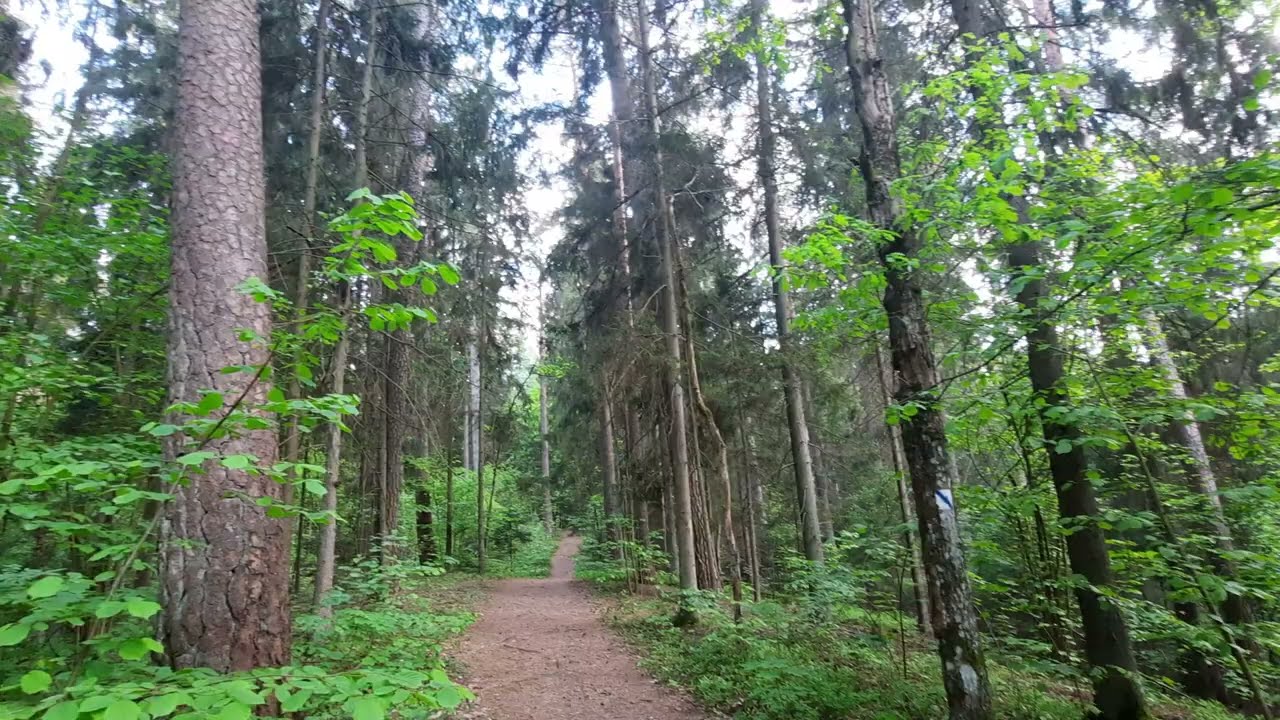 Wigierski Park Narodowy - Krzywe Las - Wigry National Park 05 - 26 - 2025
