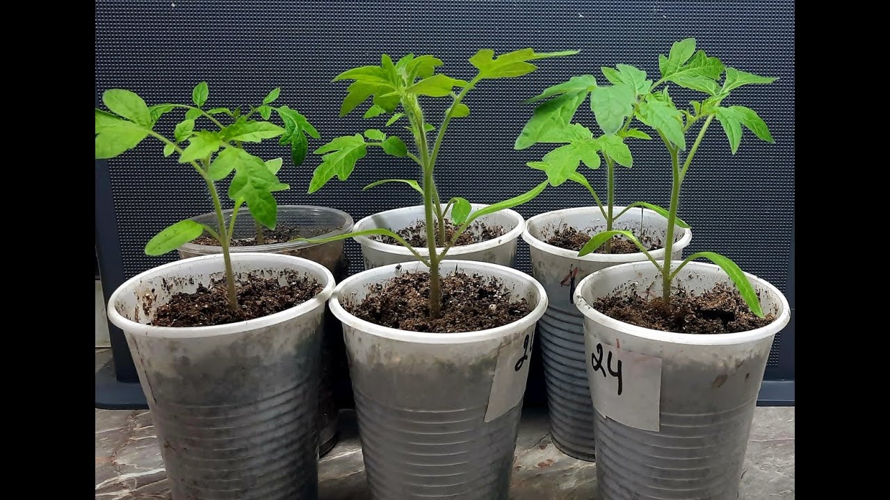🍅 Не совершайте этой Ошибки при выращивании РАССАДЫ ТОМАТОВ!  Пикировка ТОМАТОВ без Заморочек!