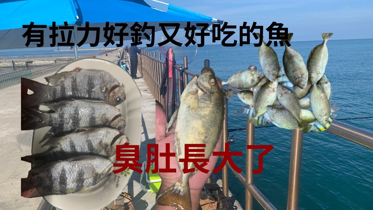 台南安平的臭肚長大了還有漂亮好吃的魚咬況還是很不錯 #臭肚 #厚殼仔 #練餌 #蘇信州  #fishing #クロダイ #감성돔 #ตกปลา #@Su16888
