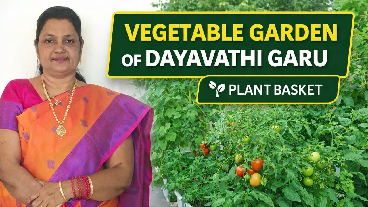 Vegetable Garden of Dayavathi – A Beautiful Homegrown Paradise