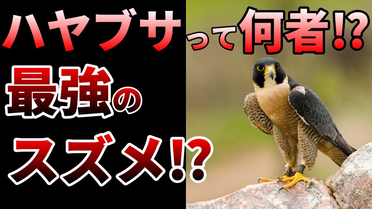 【ゆっくり】世界最速の鳥！ハヤブサの生態とは⁉