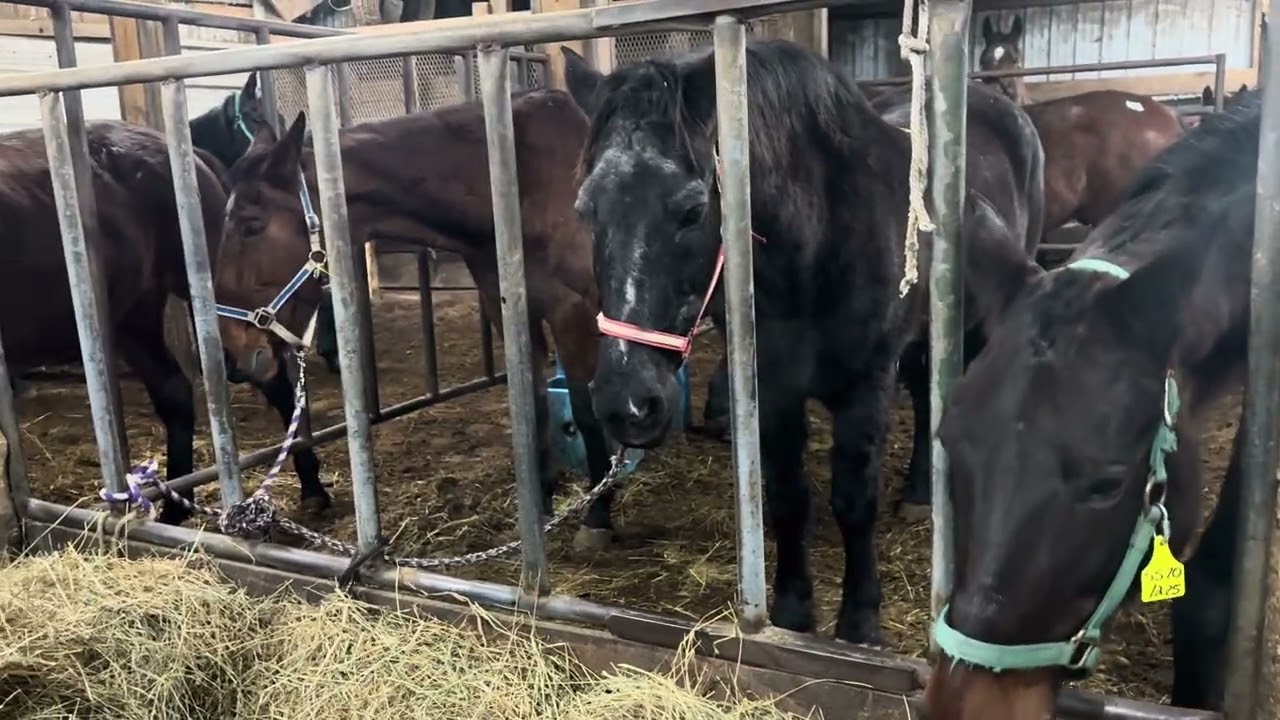 URGENT FUNDRAISER, HORSES LEFT BEHIND STILL IN DANGER OF BEING SLAUGHTERED