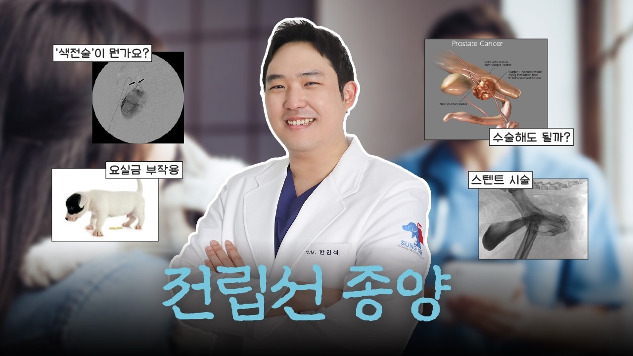 전립선 종양, 안락사 시키라던데... 어떡하죠?👨🏻‍⚕️