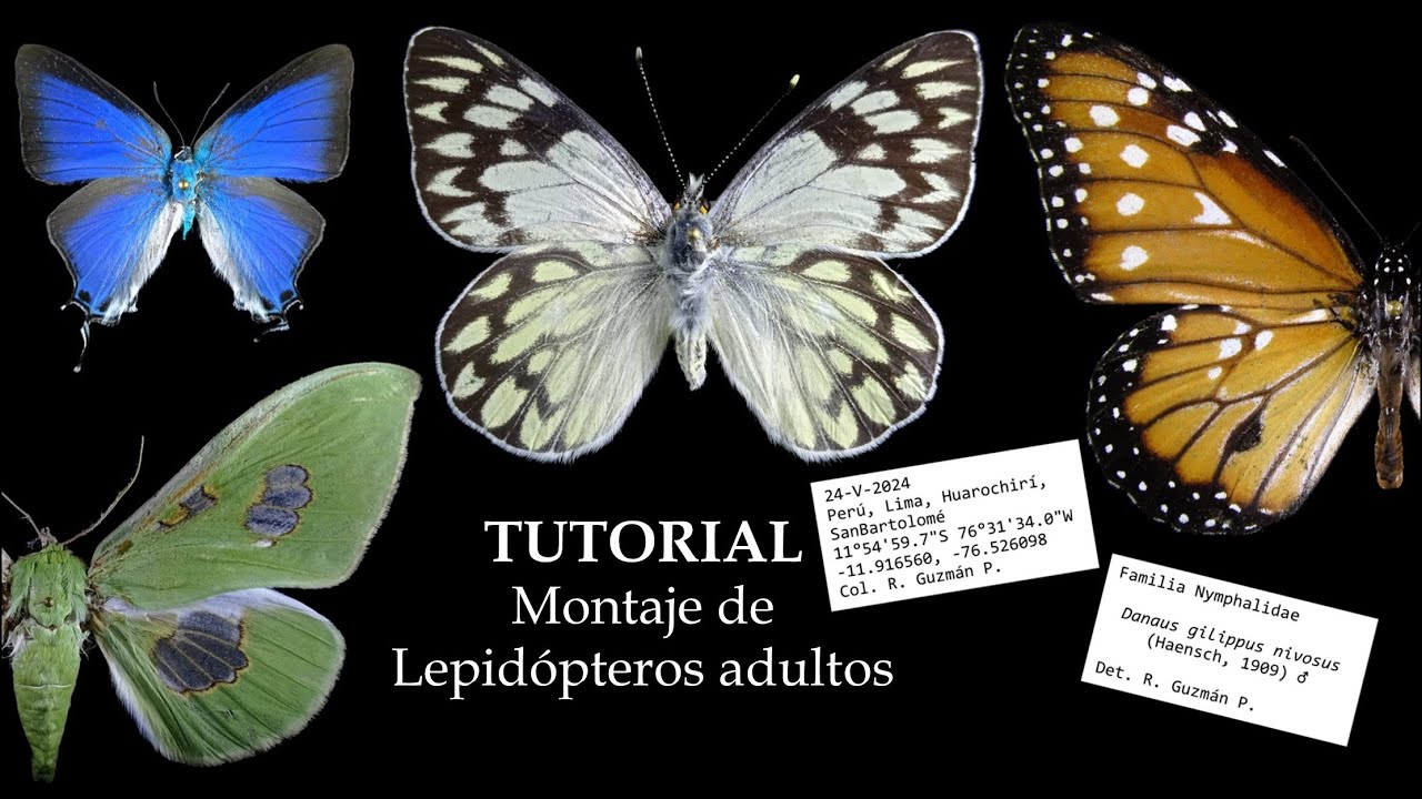 TUTORIAL - Montaje de lepidópteros adultos