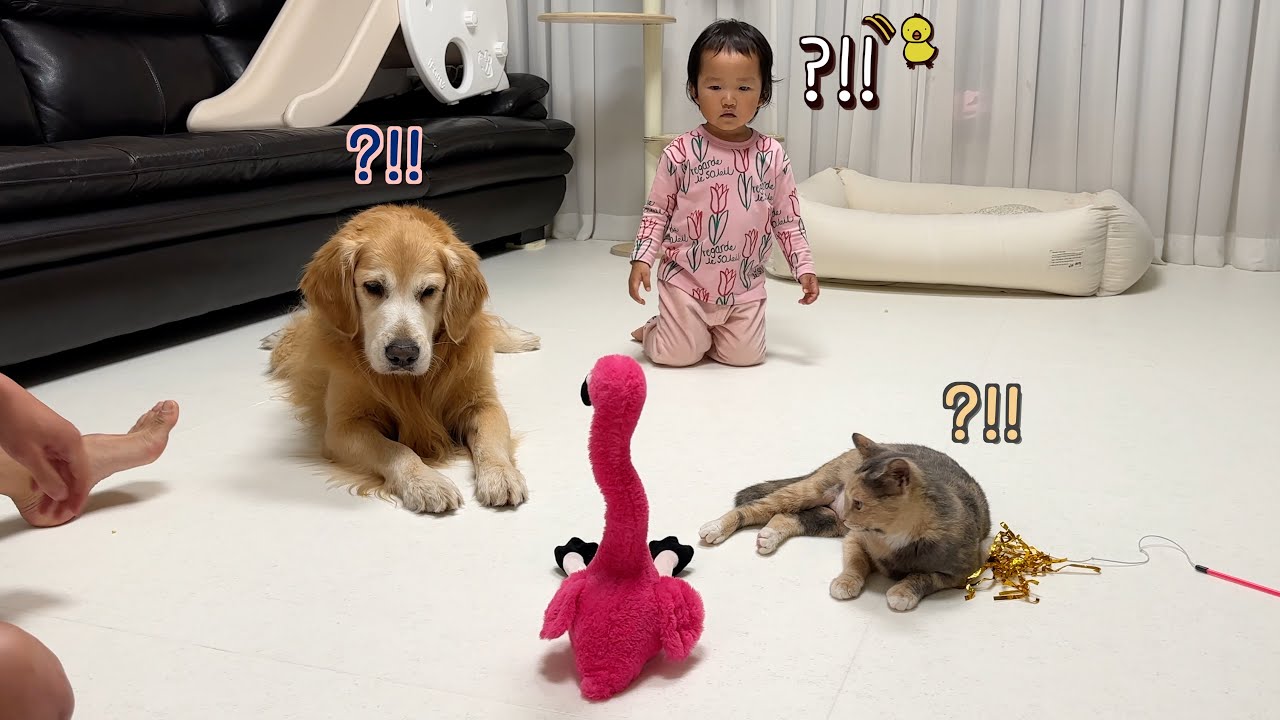 인형 때문에 매일 싸우는 리트리버와 꼬마주인 극적으로 화해시키는 방법