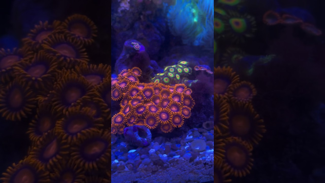 Facts about Zoas!!