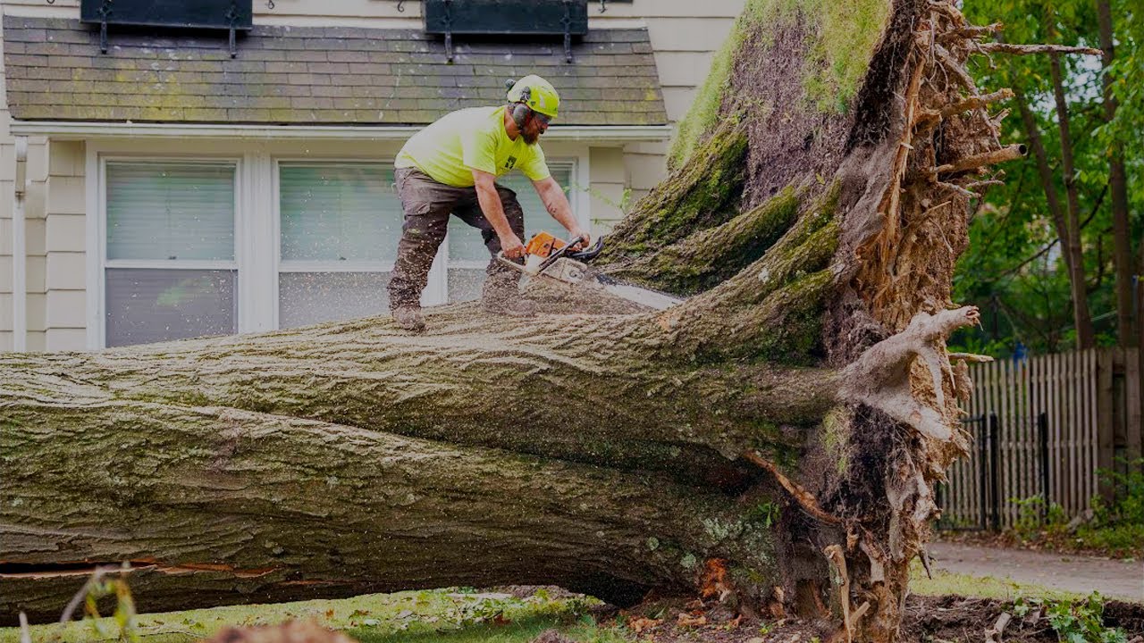 Very Dangerous Felling A Tree With A Chainsaw | Cutting Windthrown Tree | Cutting An Uprooted Tree
