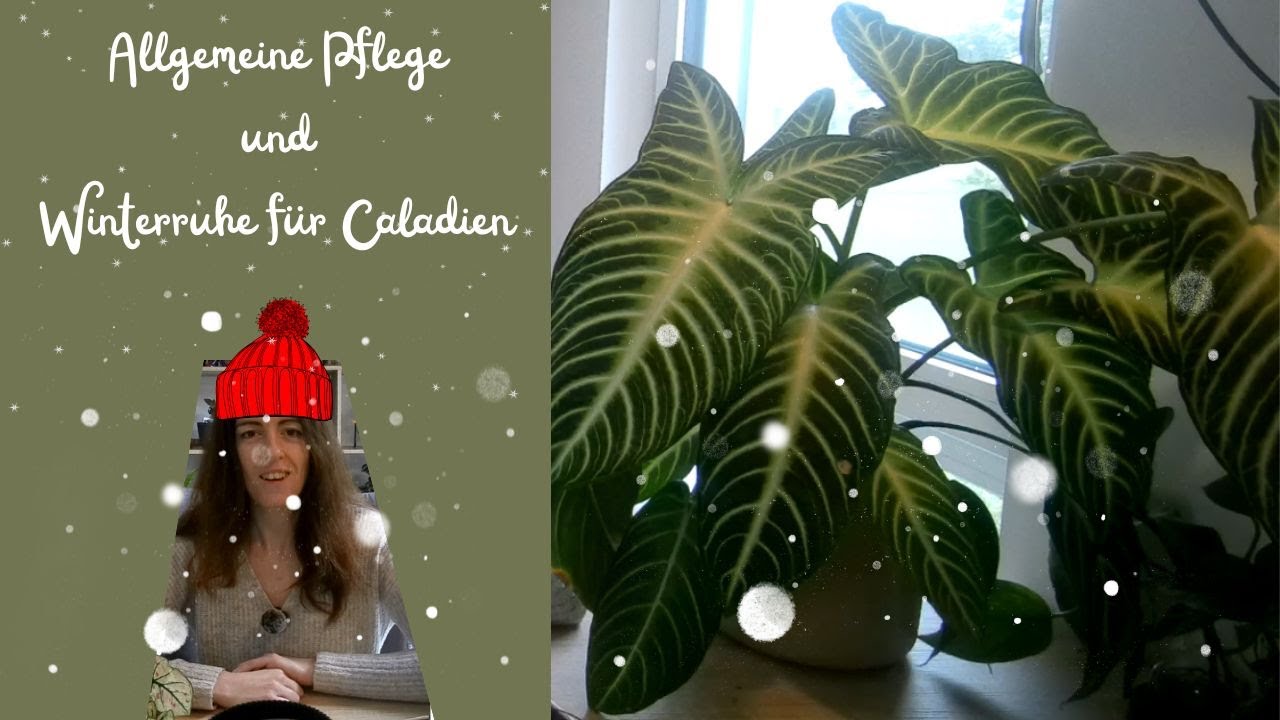 Hilfe mein Caladium stirbt😱...Allgemeine Pflege und Winterruhe f&uuml;r Caladien