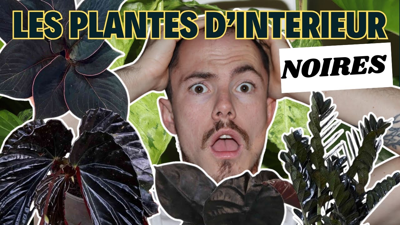 LES PLANTES D'INTERIEUR NOIRES