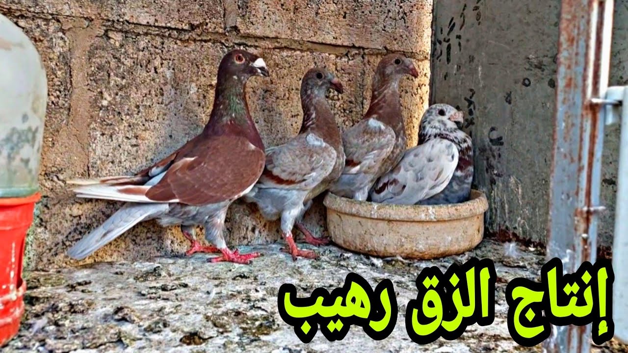 إنتاج الزق  وكش الفراخ موعد وكنا راح نخلط قطعه وتنظيف السطح Passport production