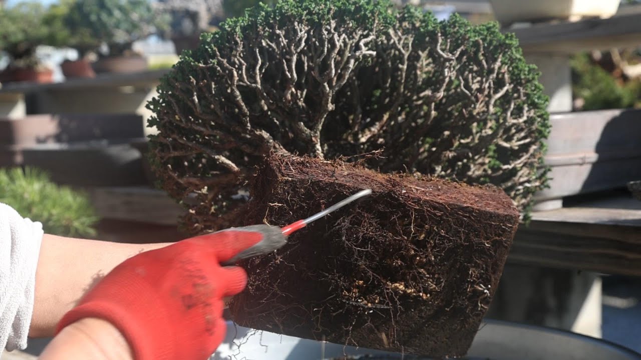 世界最高峰盆栽展示会に挑む　第49回雅風展