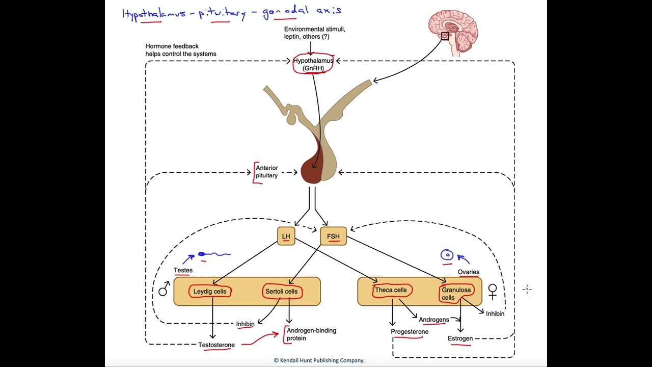 Hypothalamus-pituitary-gonadal axis