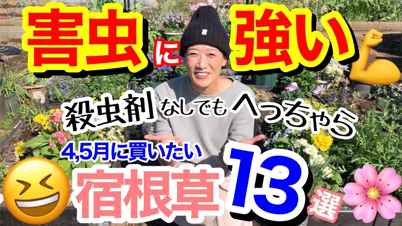 【害虫に強い宿根草13選】4,5月に買って植えて欲しい😆/ 害虫との闘いは、害虫に強い宿根草を選ぶところから☝️/ 殺虫剤は一切使わず満開、手間要らずな◯◯/ ビッグなお知らせ【ガーデニング】