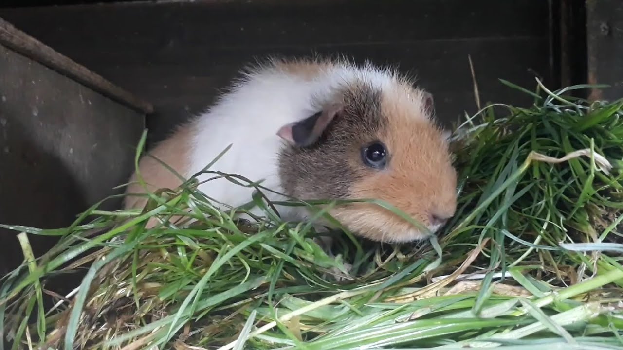 Guinea Pig pups make cute noises