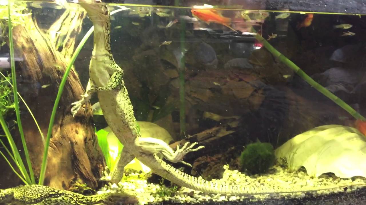 Varanus Melinus Enclosure, and 2 of them in the water :)