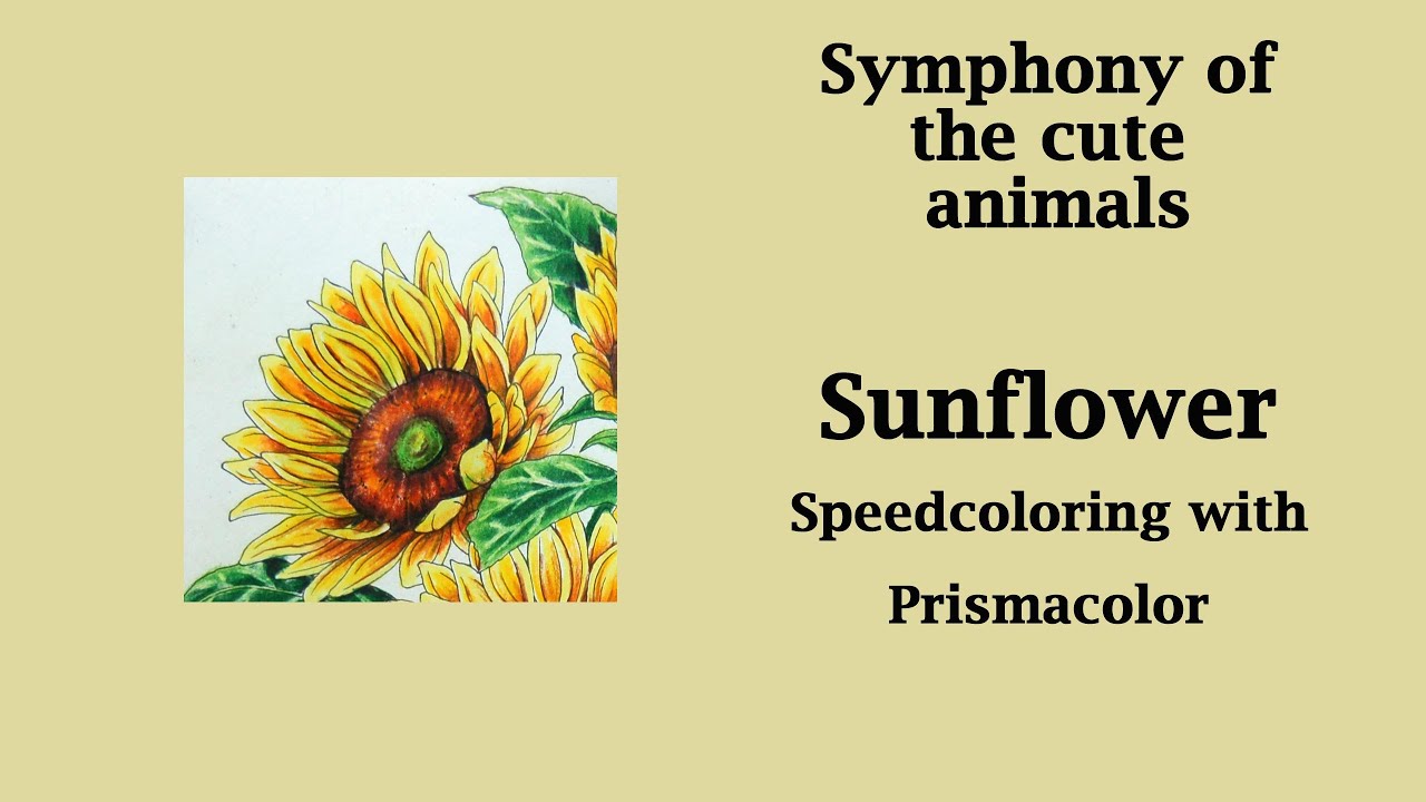 Sunflower with Prismacolor pencils  #Speedcoloring in 'Symphony of cute animals' #adultcoloring
