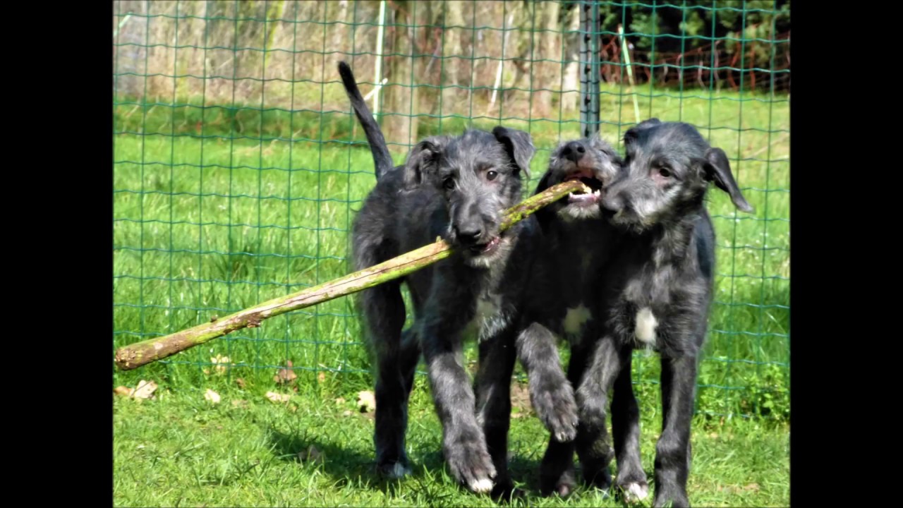 Deerhound Puppies von der Weidenvilla