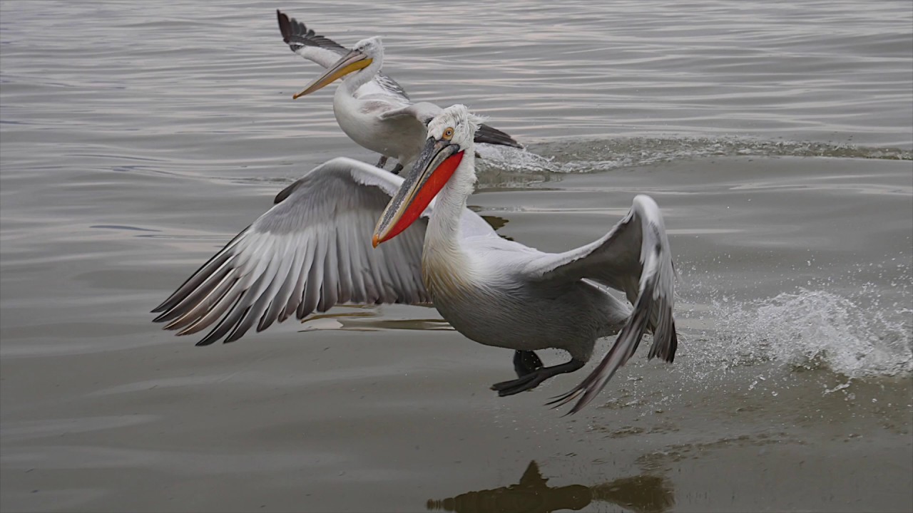 Dalmatian pelicans in lake Kerkini
