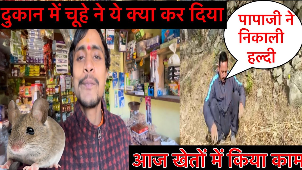 आज पापाजी लोगो ने खेतों से निकाली हल्दी | और ये चूहो का दुकान में इतना आतंक |