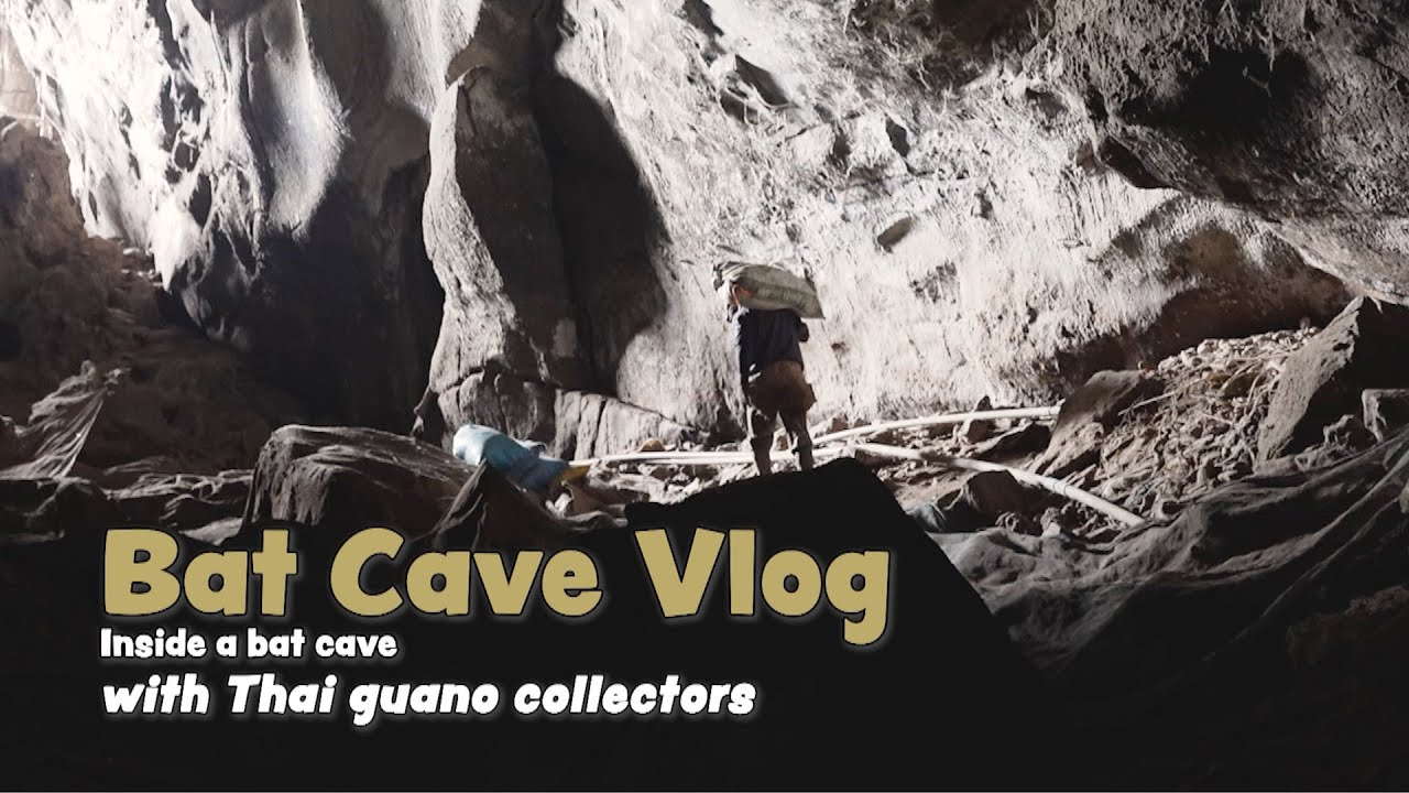 Inside a bat cave with Thai guano collectors