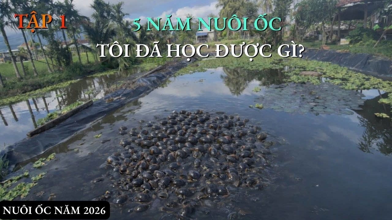 5 NĂM NUÔI ỐC ĐÂY LÀ KỸ THUẬT NUÔI ĐƠN GIẢI NHẤT AI CŨNG NUÔI ĐƯỢC 