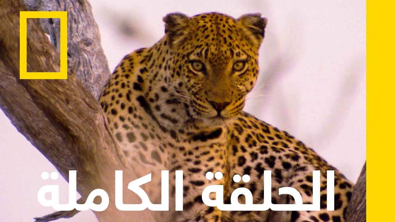 الحلقة الكاملة | مذكرات نمر في العاشرة من عمره | ناشونال جيوغرافيك أبوظبي