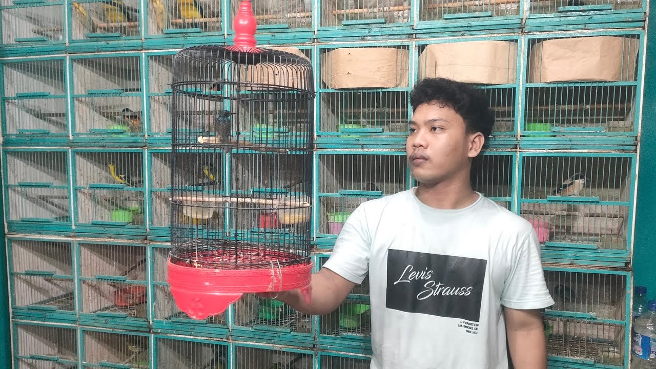 BURUNG SUARA NYA JOS GAYANYA BIKIN TENGIL