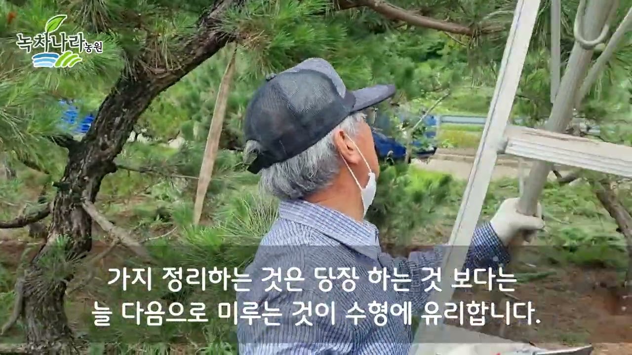 [소나무 개작] 굵은 나무가 쉽게 휘어집니다.