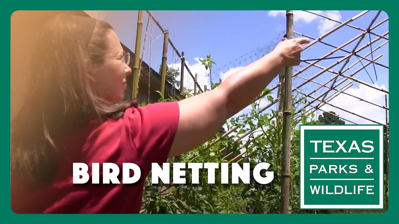 Garden Netting Can Kill Wildlife  - Tips from a Wildlife Biologist